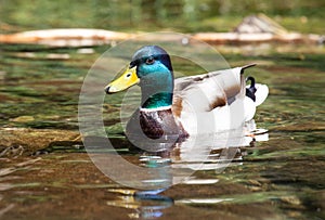 Wild duck