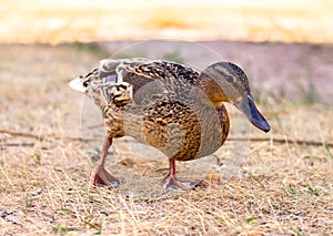 Wild duck walking on dry grass