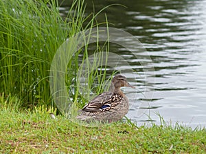 Wild Duck walking near pond .