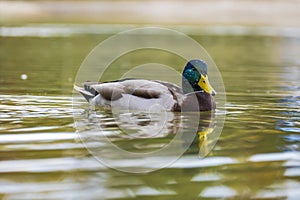 Wild duck on water