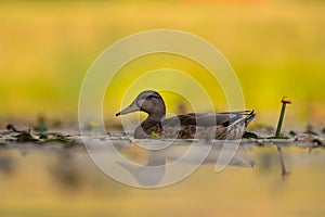 Wild duck on the water, beautifully captured water and smudged vegetation in the background