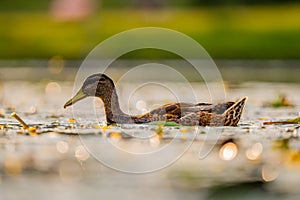 Wild duck on the water, beautifully captured water and smudged vegetation in the background