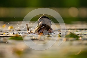 Wild duck on the water, beautifully captured water and smudged vegetation in the background