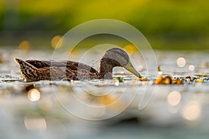 Wild duck on the water, beautifully captured water and smudged vegetation in the background