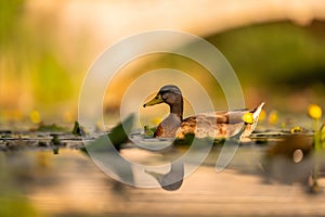 Wild duck on the water, beautifully captured water and smudged vegetation in the background
