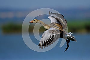Wild duck water bird flight over the lake