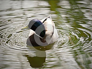 Wild duck on the water in bird sanctuary.