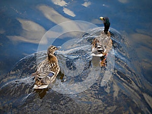 Wild duck on the water in bird sanctuary.Chester,nice pictures