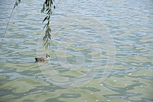 The Wild Duck in the lake