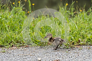 Wild ducklings on land - chicks