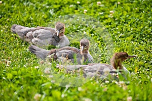 Wild ducklings in nature