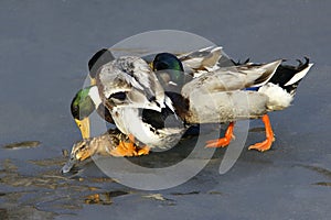 Wild ducks