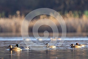 Wild ducks Anas platyrhynchos are swimming on the lake