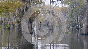 Wild ducks in Atchafalaya swamp.