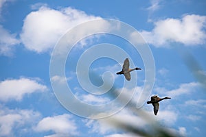 Wild ducks on a background of blue sky. Two blurry ducks in flight. Hunting concept.