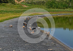 Wild ducks bask on the shores of a warm lake.