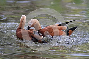 Wild ducks during breeding season