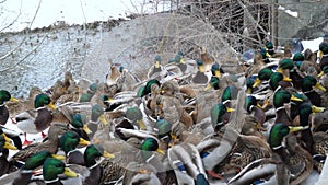 Wild ducks came to people for help. Feeding wild ducks in winter.