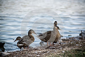 Wild ducks coming from lake