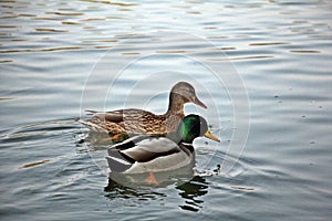 Wild ducks couple swimming on the lake
