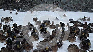 Wild ducks and crows near the river in winter.