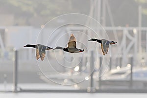 Wild ducks in flight