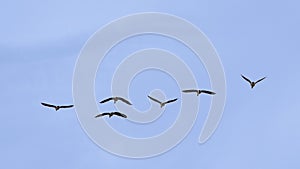 Wild ducks in flight on a soft blue sky - Anas platyrhynchos