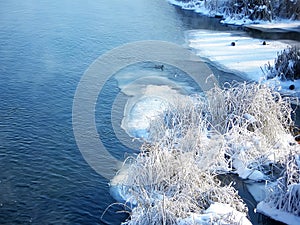 Wild ducks floating on the river (I)