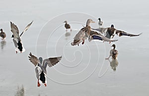 Wild ducks flying