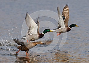 Wild ducks flying