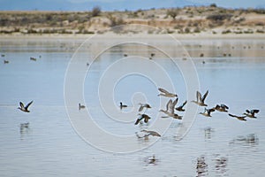 Wild ducks flying above the lake