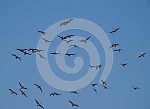 Wild ducks flying in the air photo