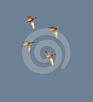 Wild ducks flying in the blue sky