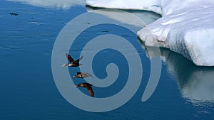 Wild ducks flying in formation