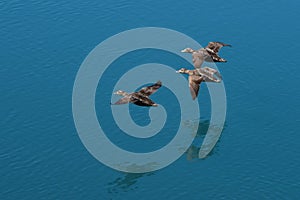 Wild ducks flying in formation