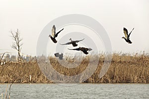 Wild ducks are flying in the lake