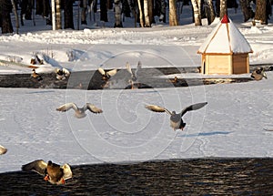 Wild ducks flying over the ice-hole of the pond in winter