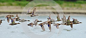 Wild ducks flying over the lake