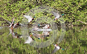 Wild ducks flying in the park . Mallard Duck in nature in the lake. Cover photo with ducks. Birds background. Fauna pattern. Birds photo
