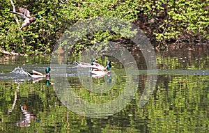 Wild ducks flying in the park . Mallard Duck in nature in the lake. Cover photo with ducks. Birds background. Fauna pattern. Birds