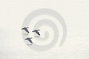 Wild ducks flying on river