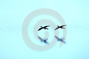 Wild ducks flying on river