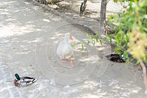 Wild ducks and geese in summer near the pond in the reserve. Ornithology.