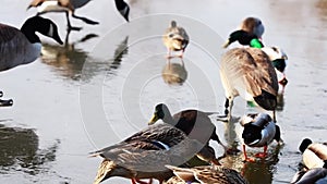 Wild ducks and geese walking and sliding on frozen lake