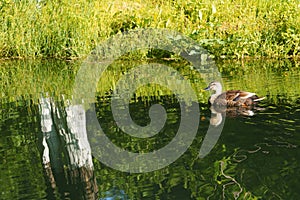 Wild ducks in the lake