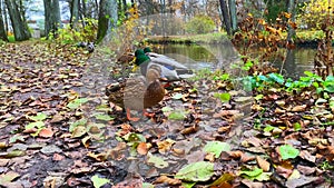 Wild ducks on the lake shore in the park