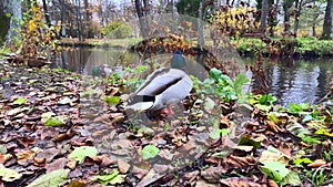 Wild ducks on the lake shore in the park