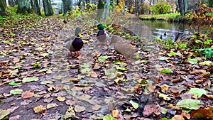 Wild ducks on the lake shore in the park