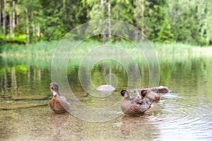 Wild ducks on lake