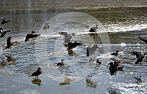 Wild ducks at the lake in winter time